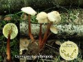 Gymnopus erythropus-amf463